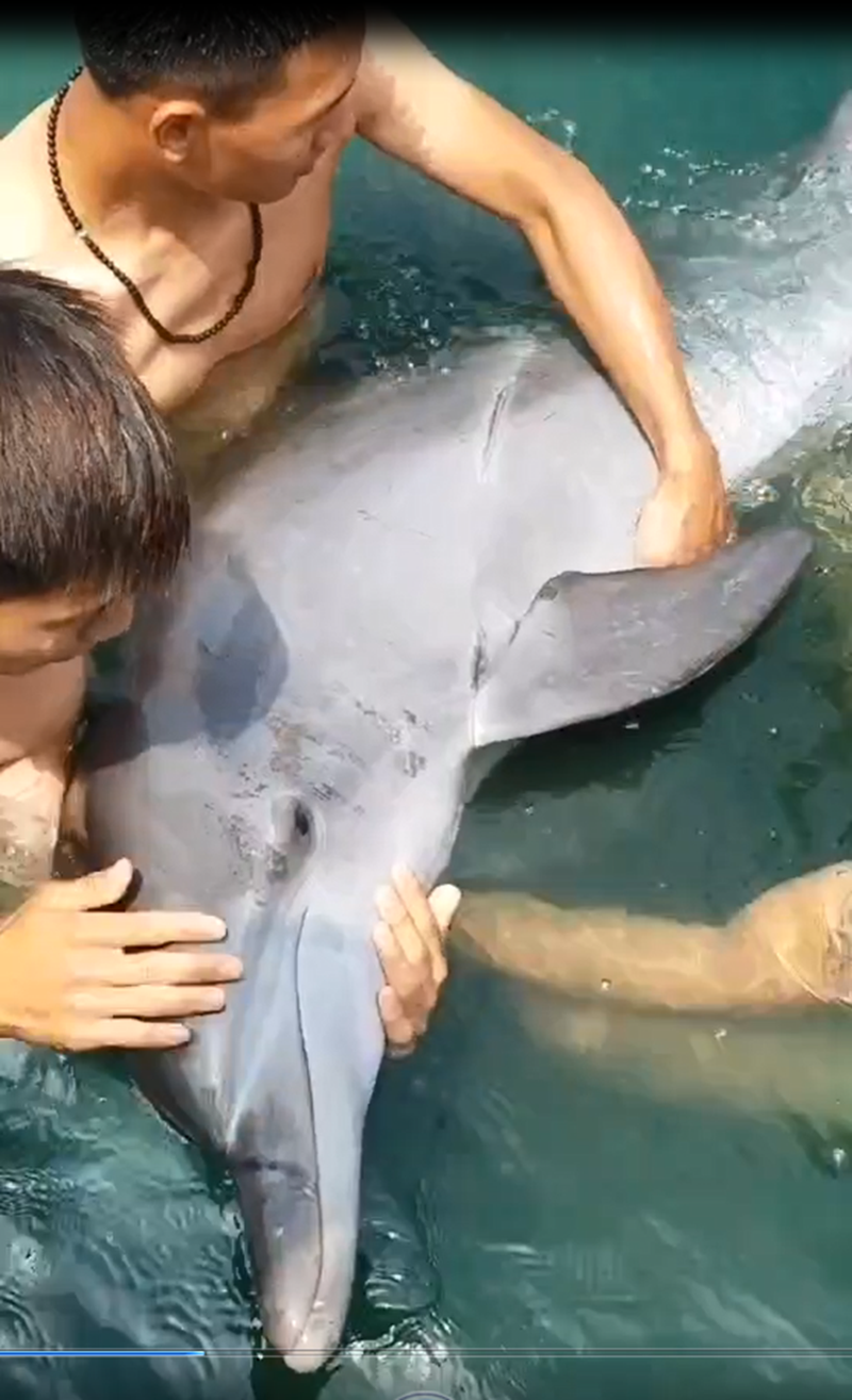 海龟城组织救助的海豚.png